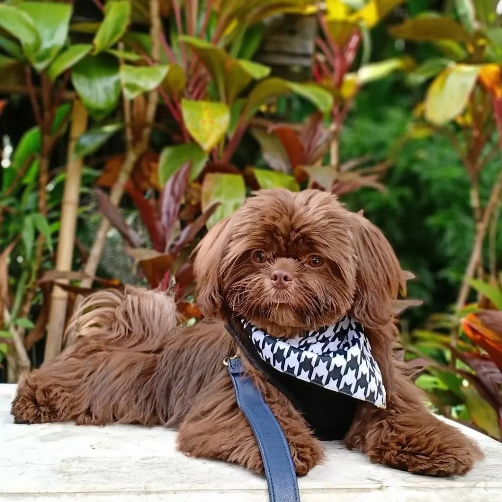 Silver Shih Tzu Is This the Most Unique Shih Tzu Color? (Shih Tzu