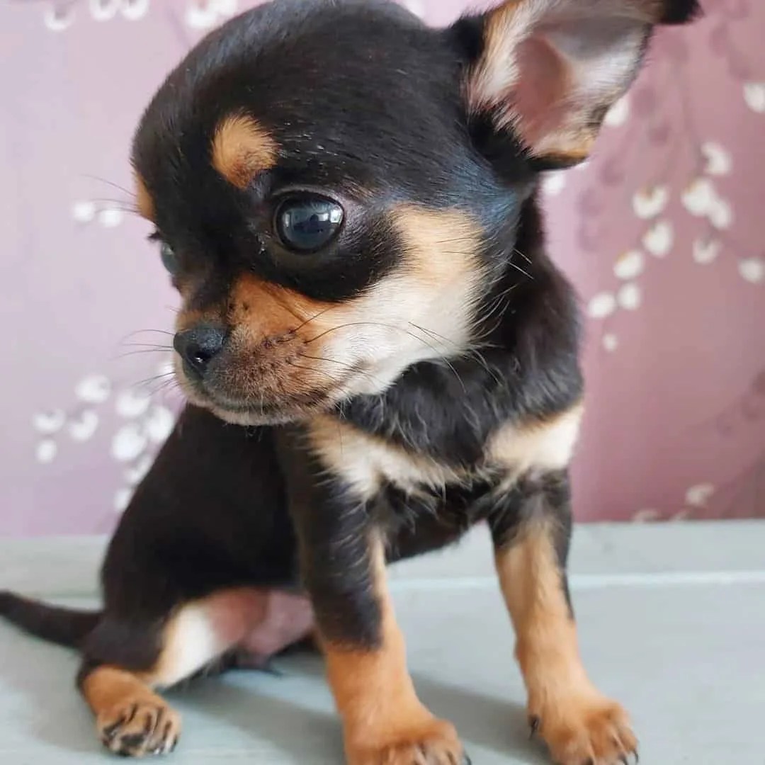 How Much Is A Toy Chihuahua Worth