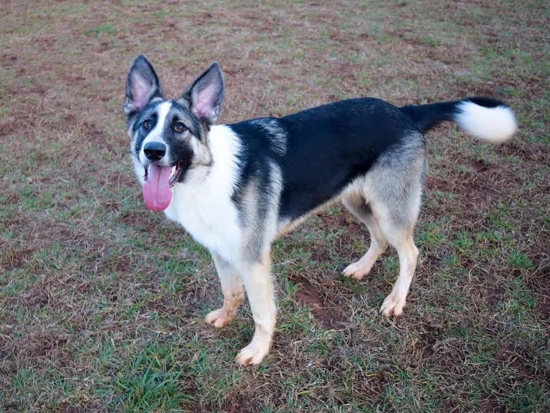 15 German Shepherd Colors That’ll Take Your Breath Away