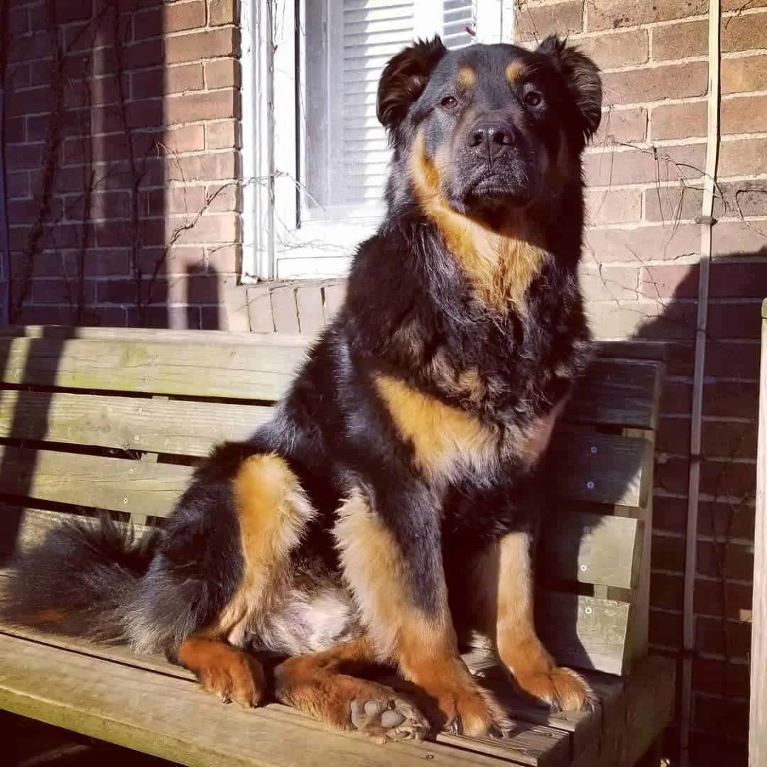 Rottweiler Chow Chow Mix A Complete Guide For Crossbreed Lovers