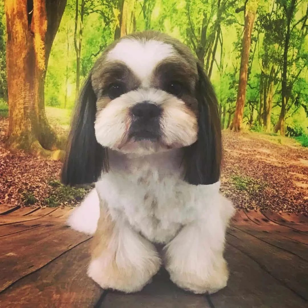 Silver Shih Tzu Is This the Most Unique Shih Tzu Color? (Shih Tzu