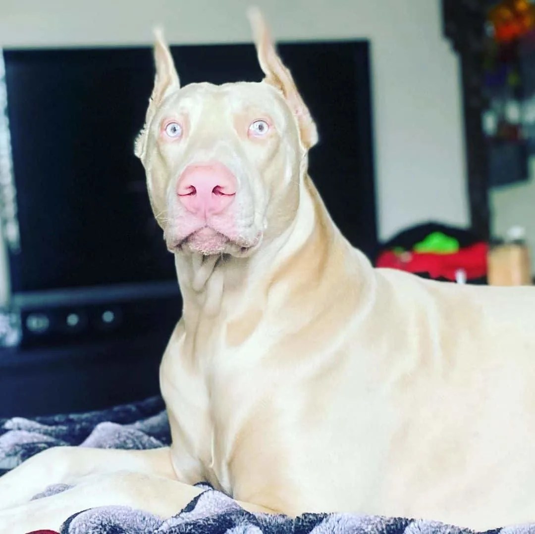 White Doberman Vs Albino Doberman So Similar, Yet So Different