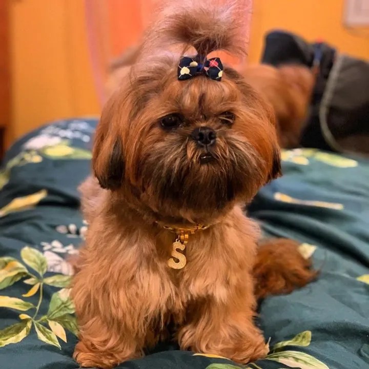 Red Shih Tzu The Guide To This Unique Shih Tzu Color