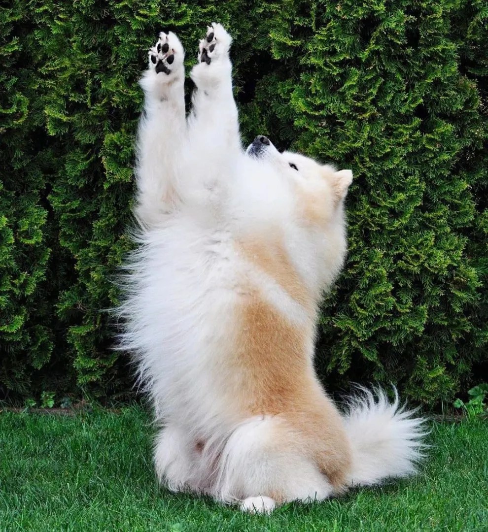 4 Samoyed Colors & All About That CloudLike Coat