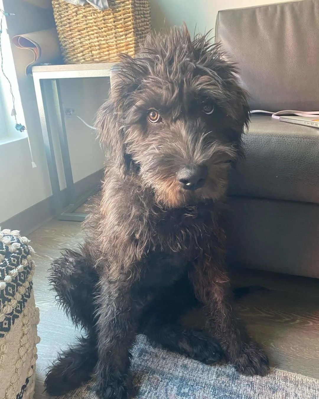 Cane Corso Poodle Mix Are They Hypoallergenic? (What To Expect)