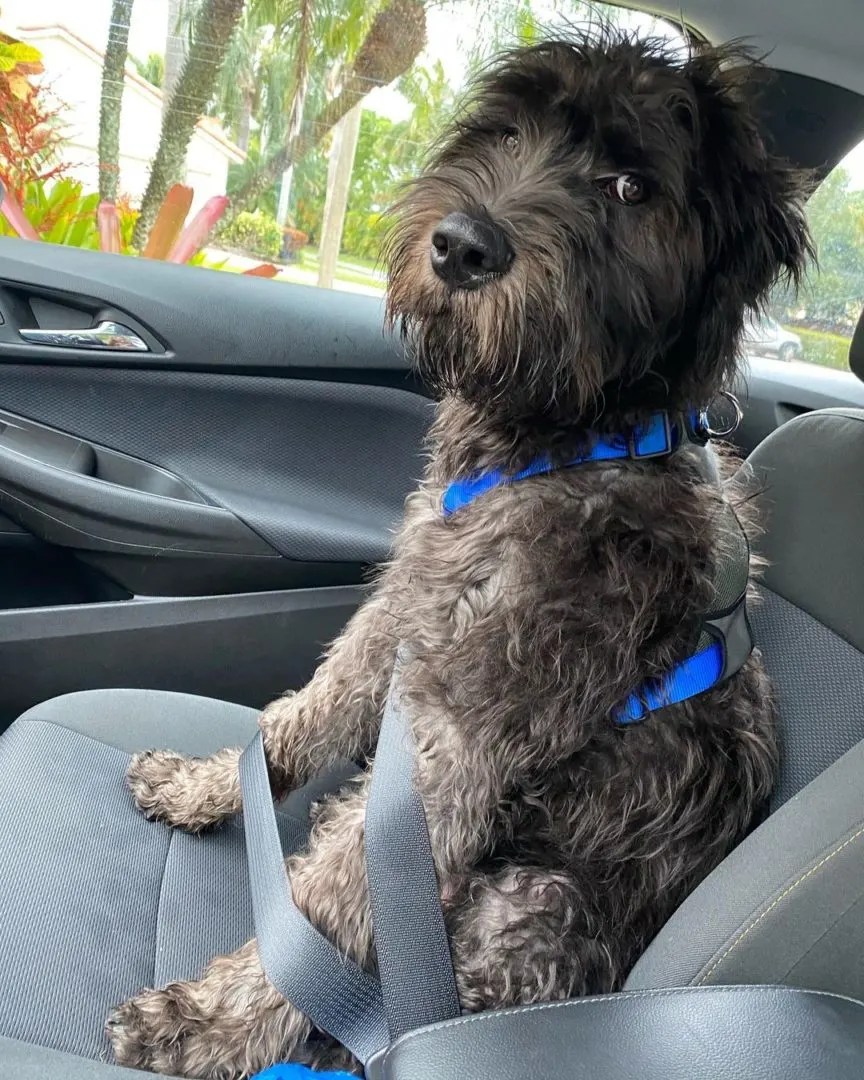 Cane Corso Poodle Mix Are They Hypoallergenic? (What To Expect)