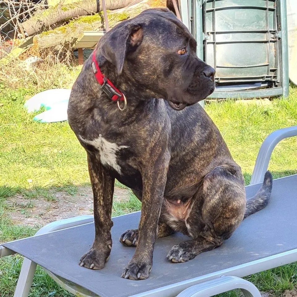 Cane Corso Boxer Mix Everything We Know About It