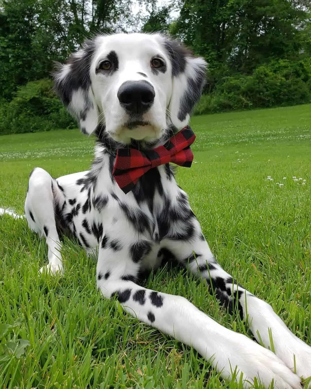 Long Coated Dalmatian