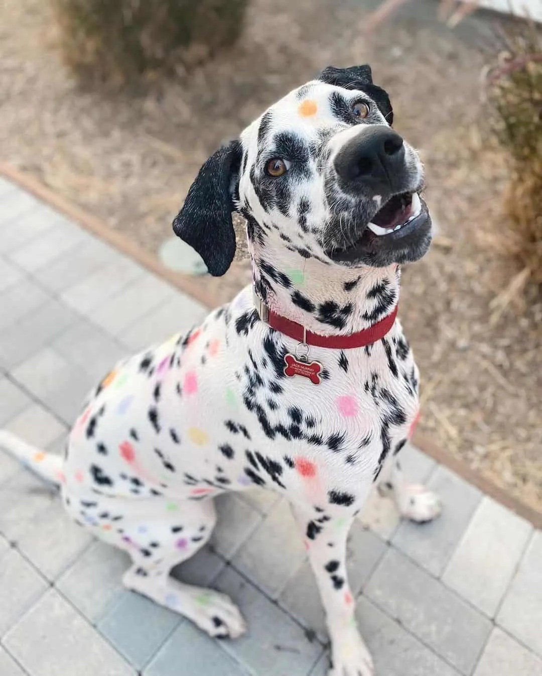 Do Rainbow Dalmatian Exist