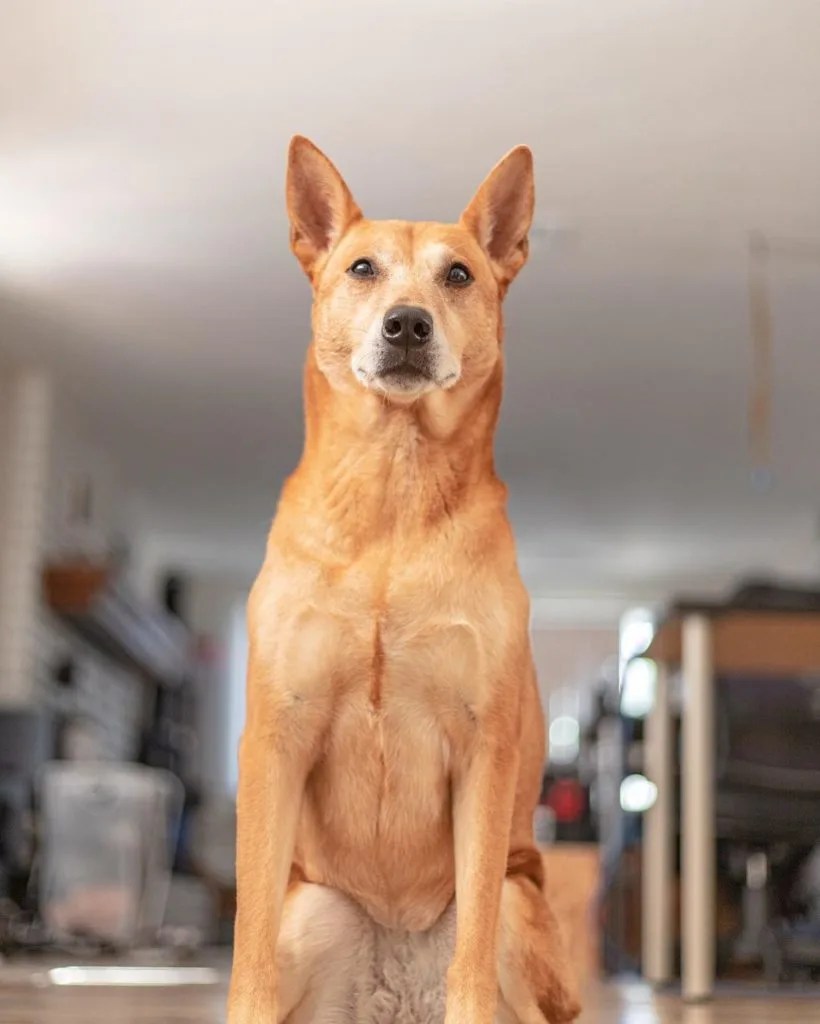 Shiba Inu German Shepherd Mix Everything You Need To Know