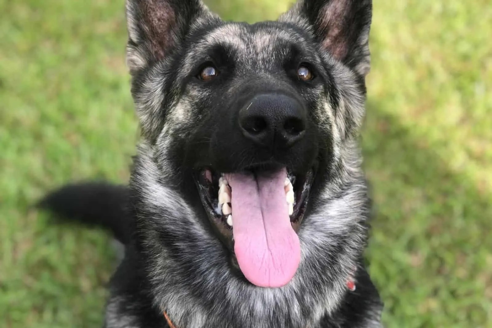 Do German Shepherds See In Black And White Or Color