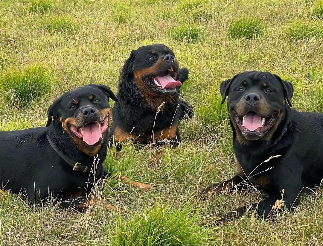 Long Haired Rottweiler Care, And General Info