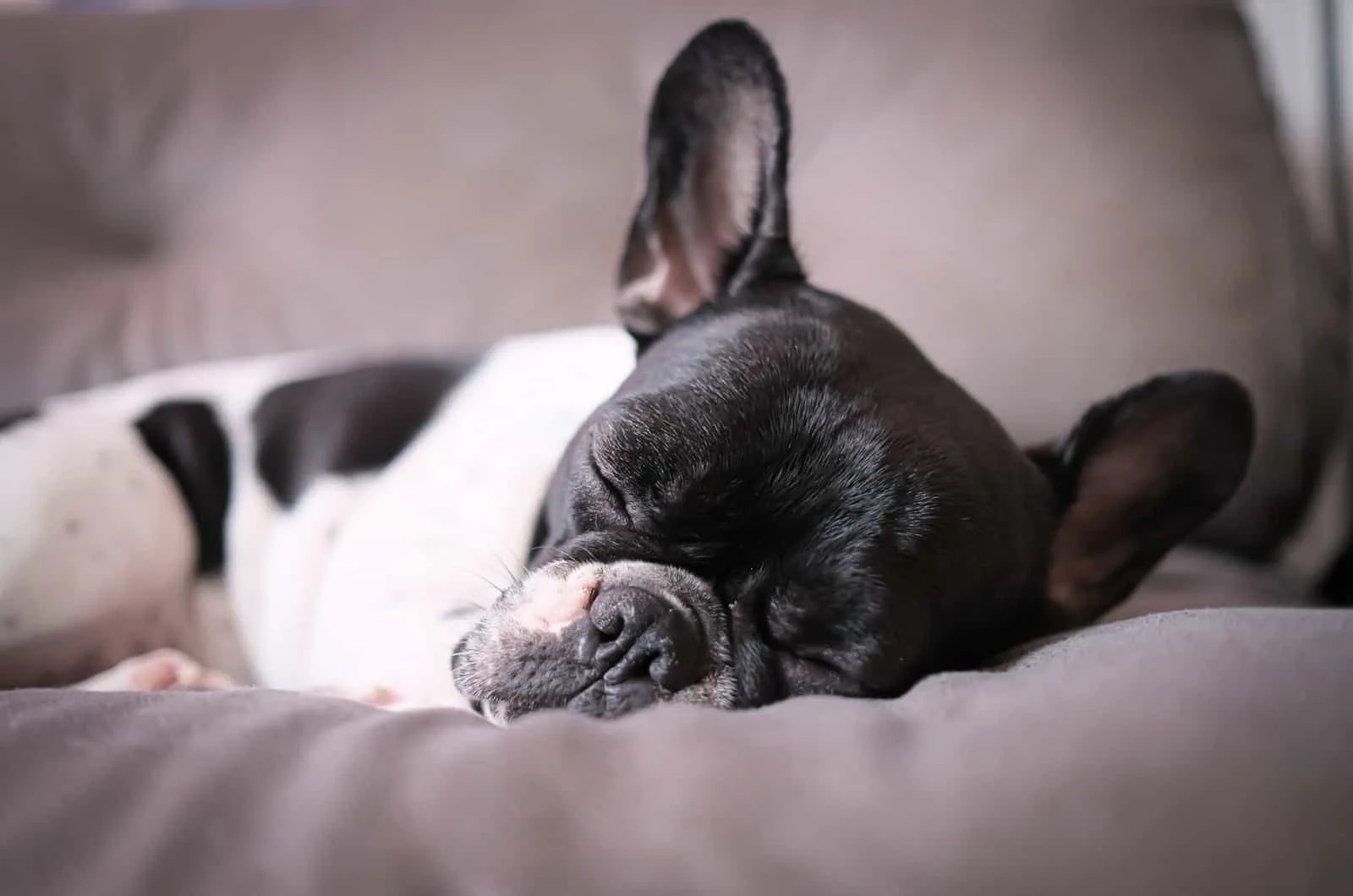 10 Best Dog Beds For French Bulldogs Our Favorite Picks