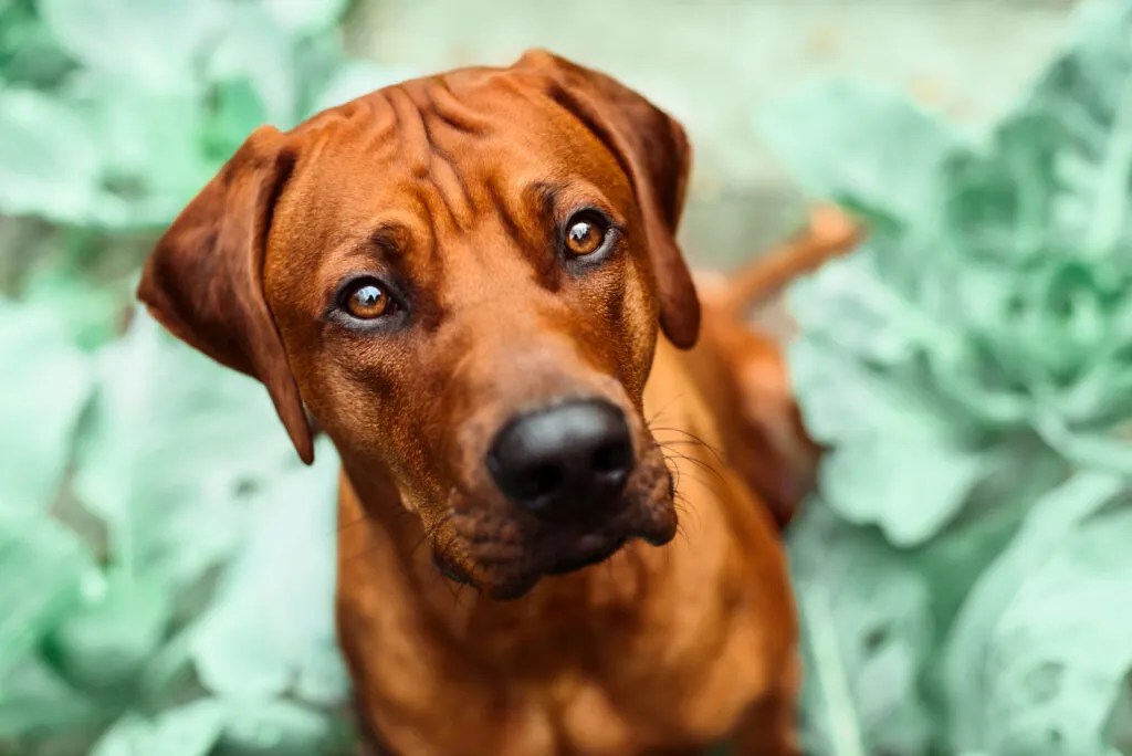 21 Best Rhodesian Ridgeback Breeders In The U.S.