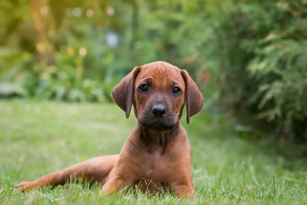 Best Rhodesian Ridgeback Breeders In The U.S.
