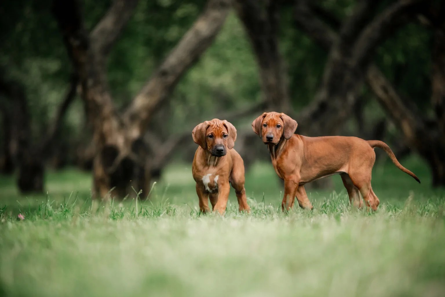 21 Best Rhodesian Ridgeback Breeders In The U.S.