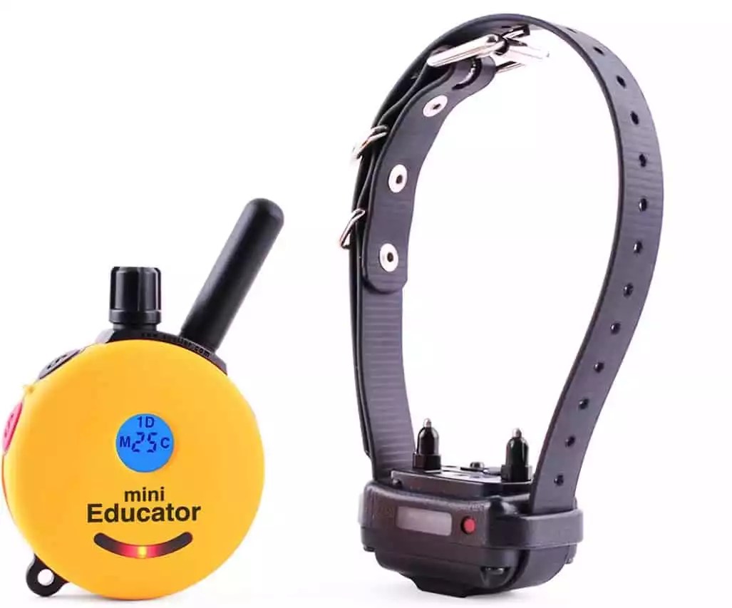14 Best Bark Collars For Chihuahuas Reviews & Buyer's Guide