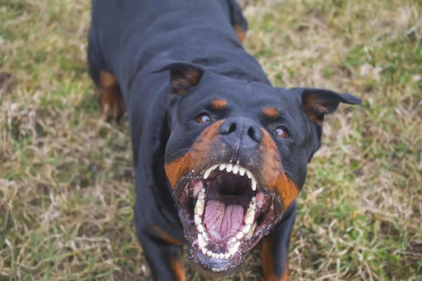 3 Rottweiler Aggression Signs And 4 Common Causes