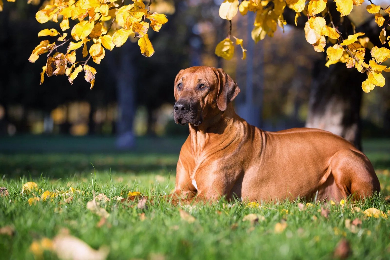 11 Amazing Rhodesian Ridgeback Breeders In The UK