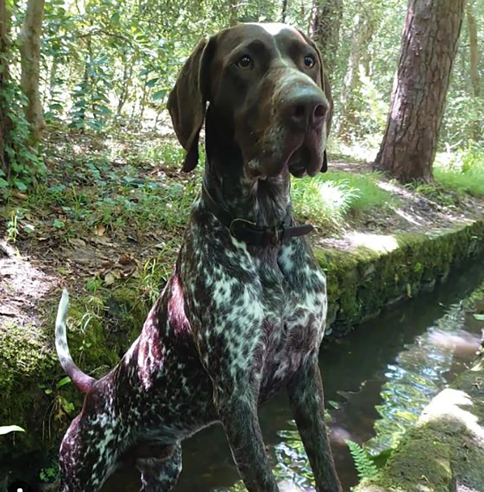 German Shorthaired Pointer Mixes Meet 15 Smart Dog Breeds