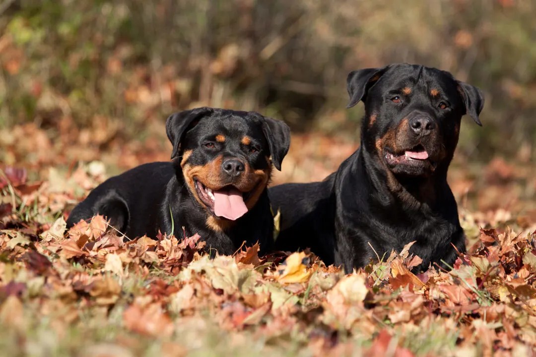 Rottweiler Colors Do Rotties Only Come In Black And Mahogany?