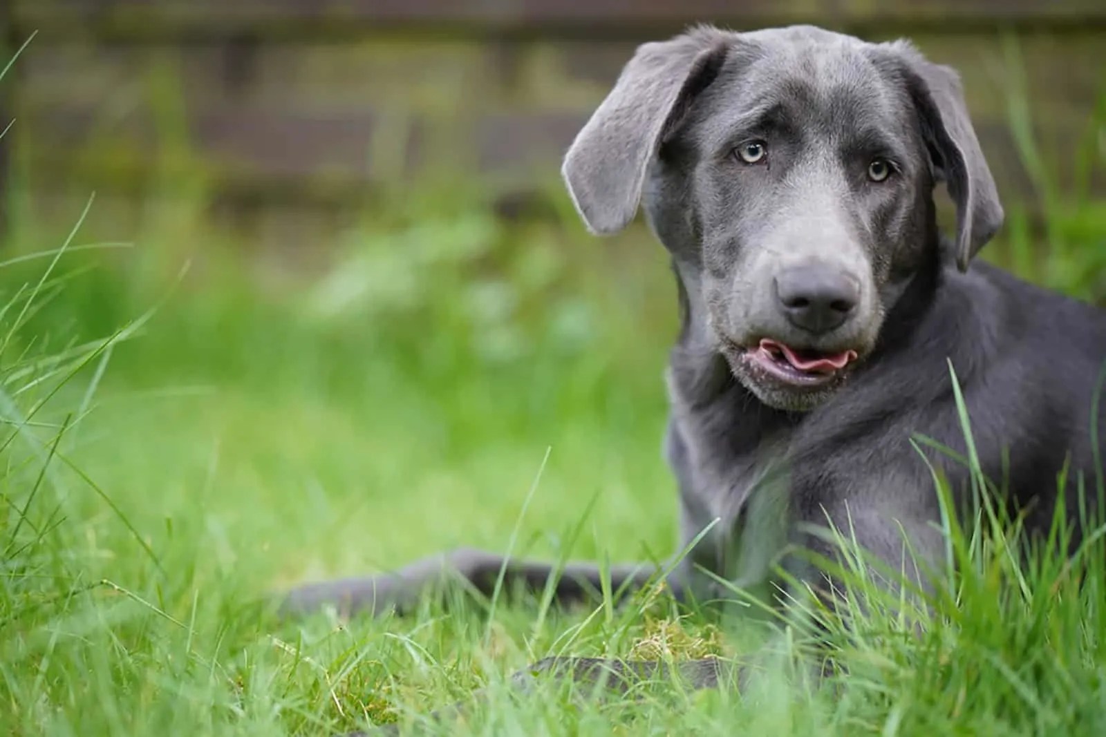 Charcoal Lab Unique Labrador Retriever Color