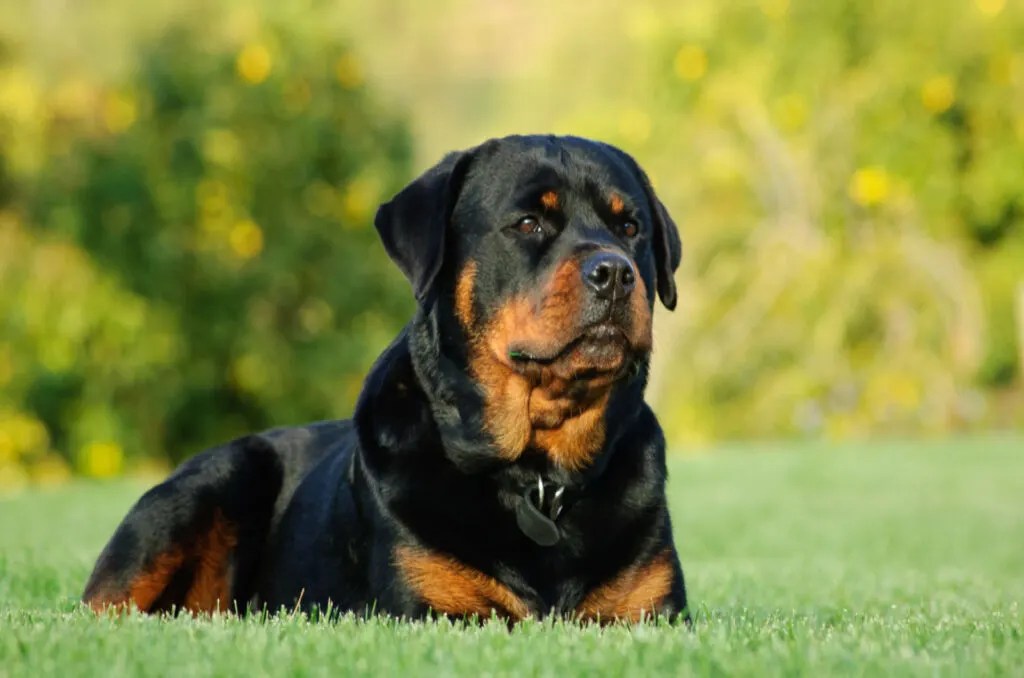 The 3 Types Of Rottweilers An Extensive Guide