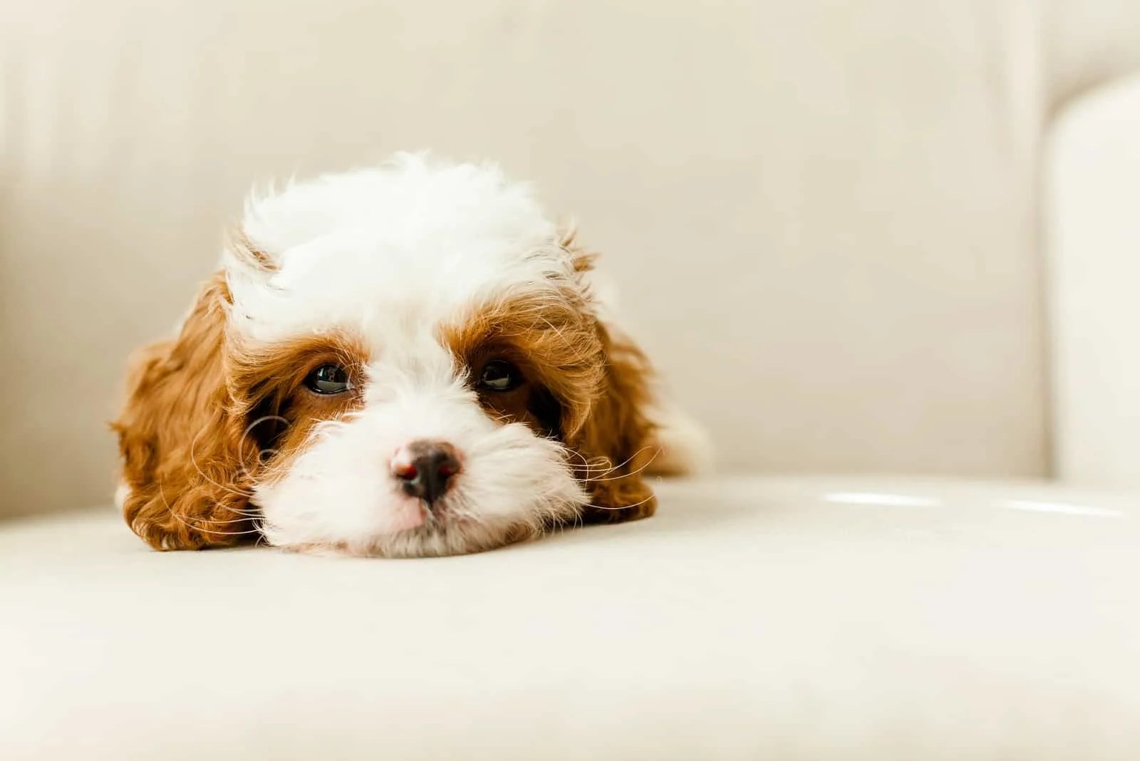 5 Reputable Cavapoo Breeders In New England