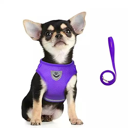11 Best Harness For Shih Tzu Dogs Safety And Comfort
