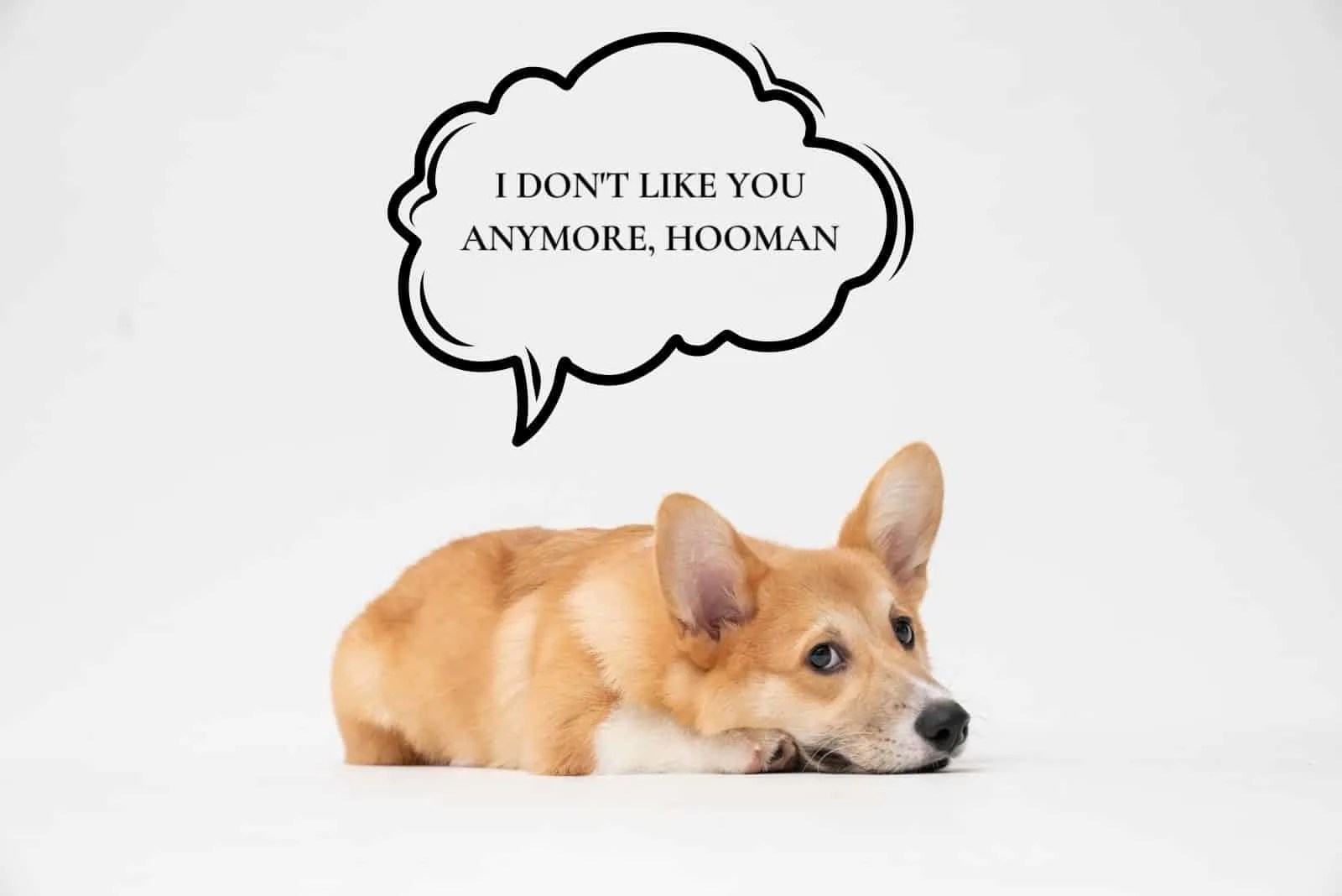 Why My Dog Doesn't Like Me And How To Turn Things Around