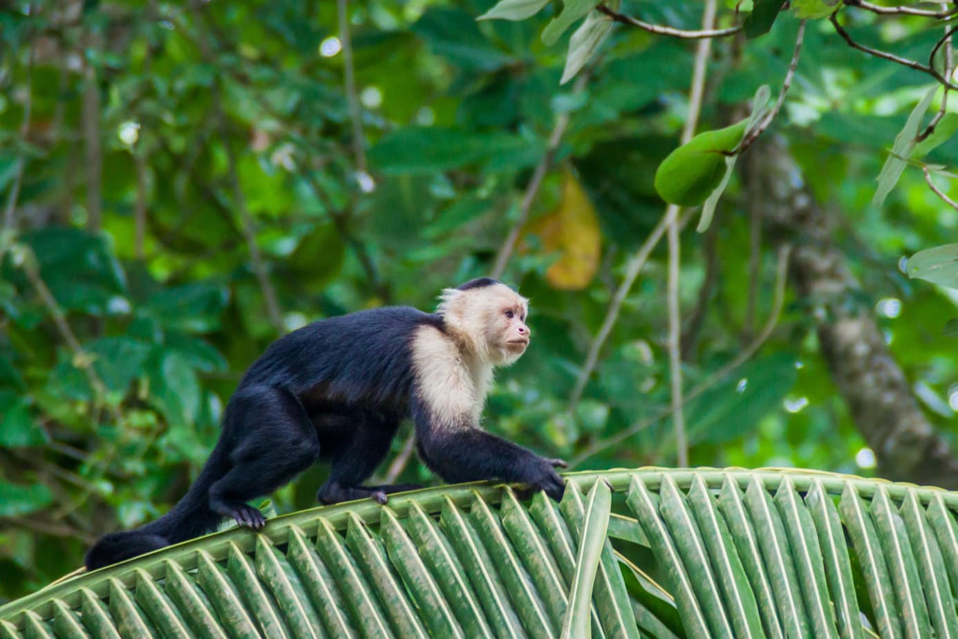 Best Places to See Monkeys in Costa Rica Pura Vida Moms