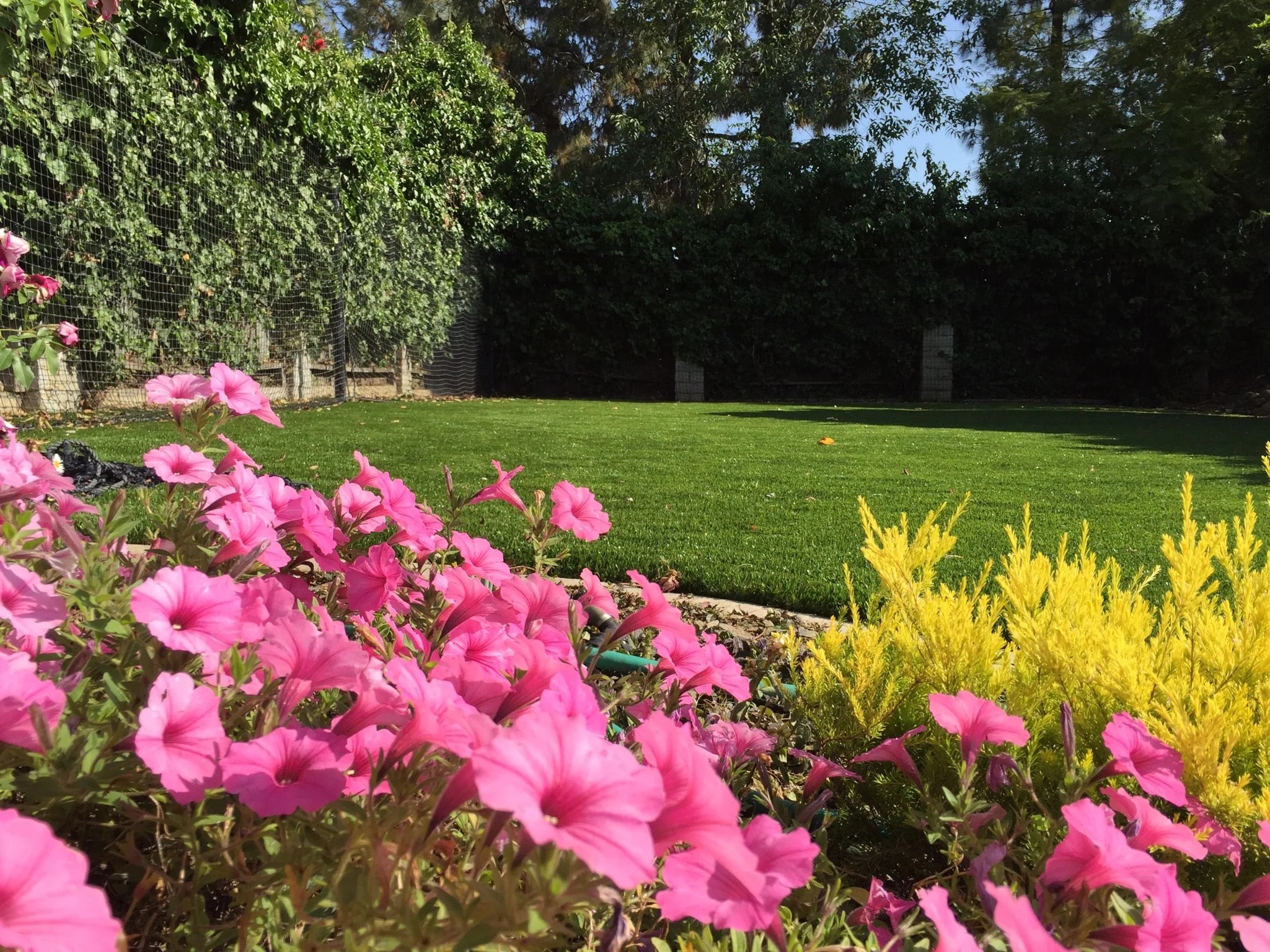 10 Stunning Artificial Grass Lawns Purchase Green Artificial Grass