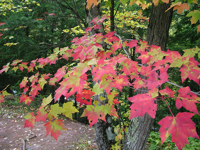 Autumn Leaves what influences the color? Purdue Extension Forestry