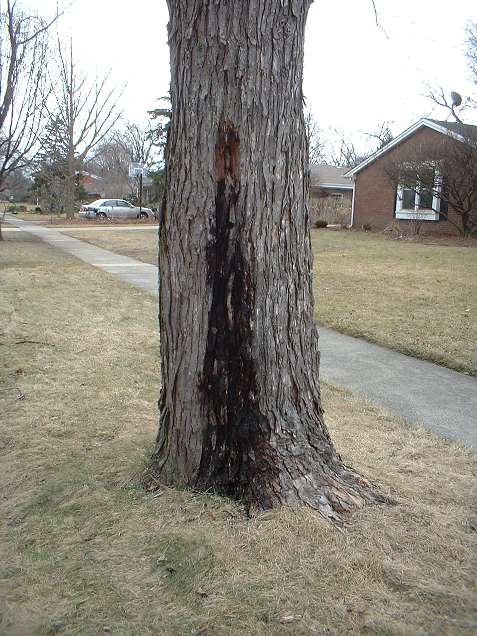 Maple Bacteria