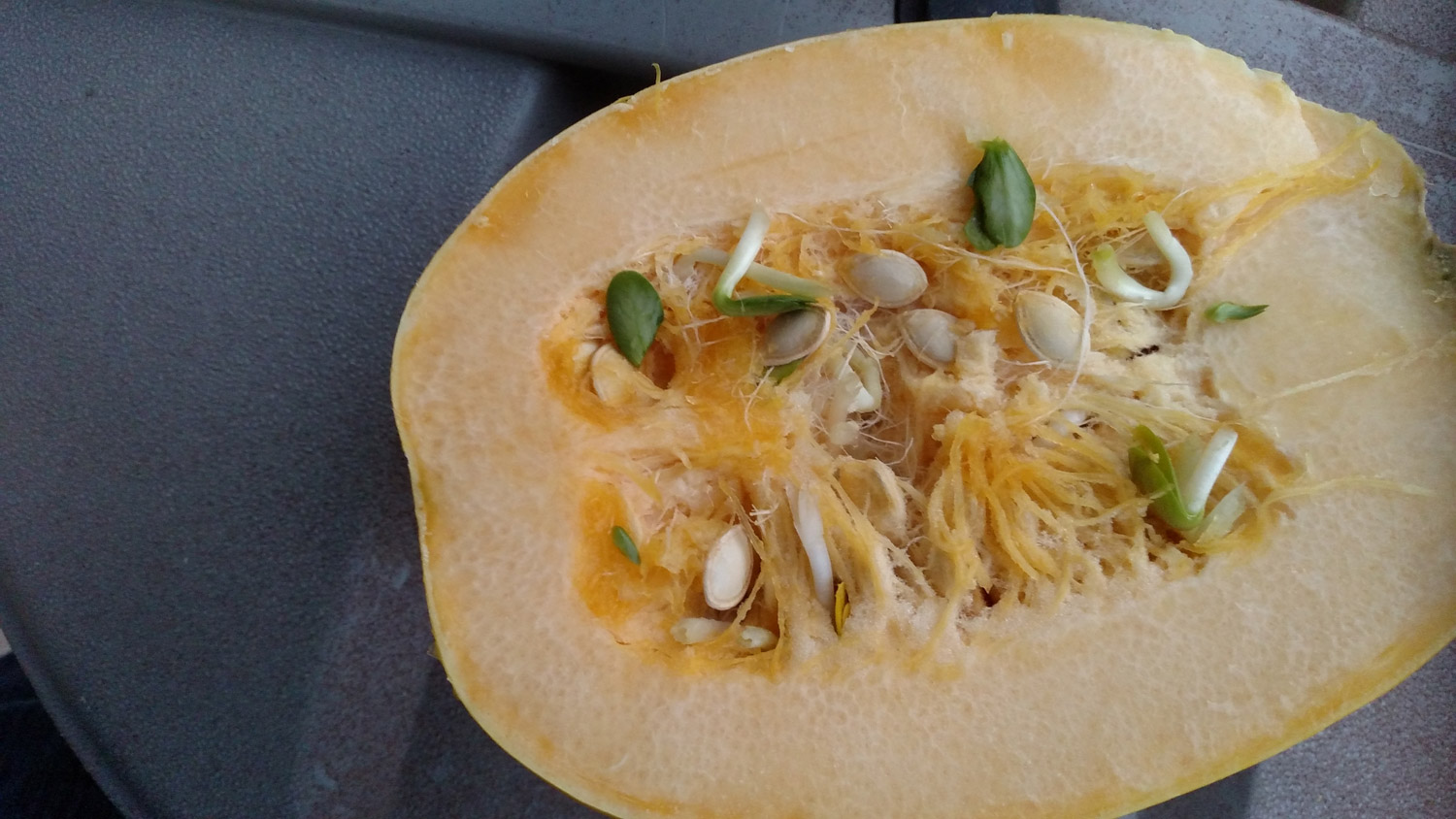 Spaghetti Squash Seeds
