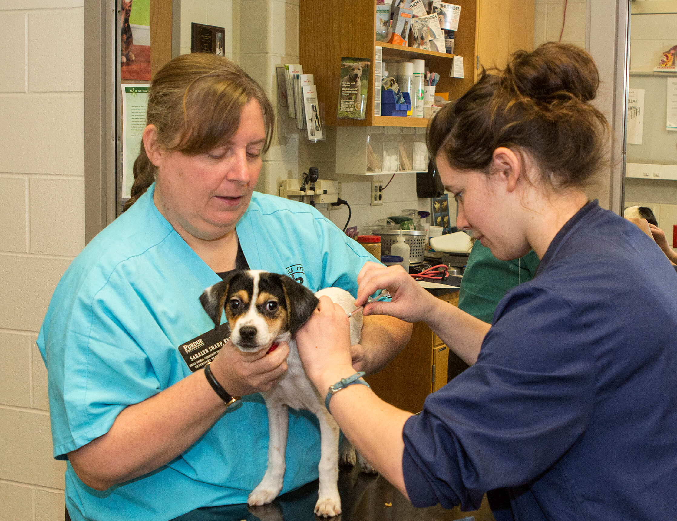 Purdue offers new residency, special training in veterinary pharmacy