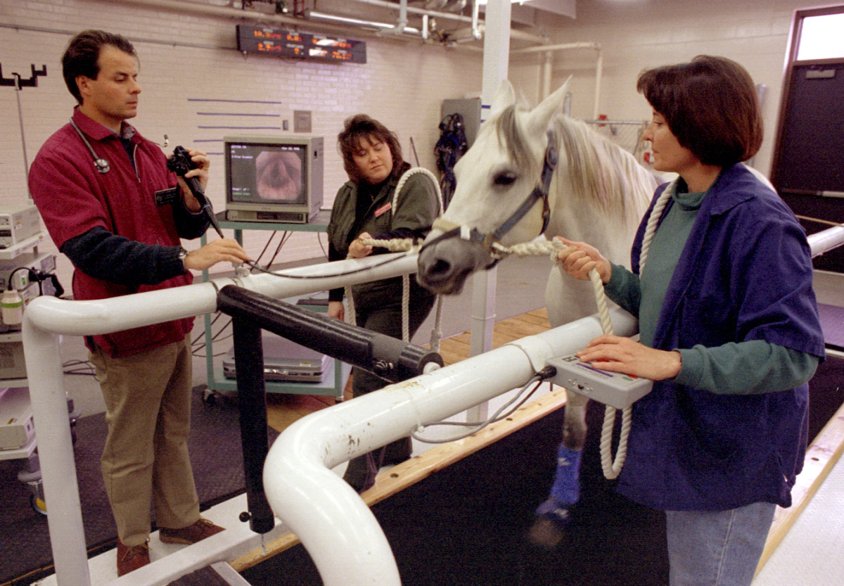 Purdue veterinary school treadmill gives leg up to horses