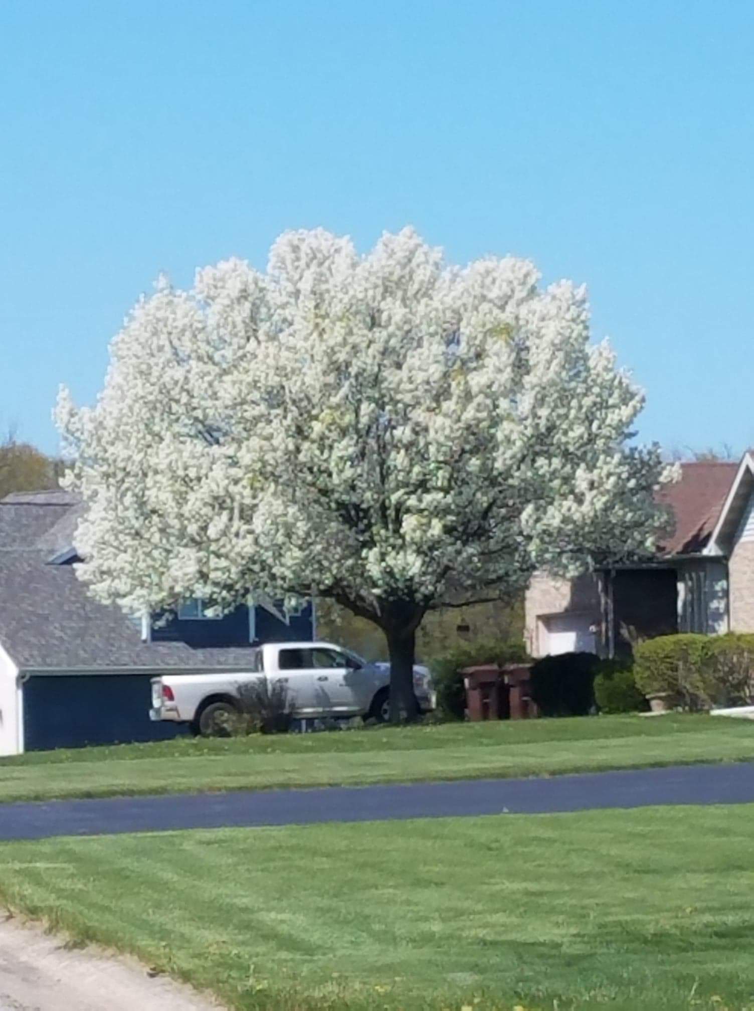 e learning for kindergarten Cleveland Flowering Pear Tree Pictures