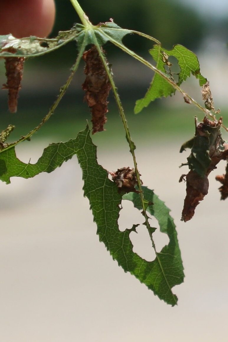 Bagworms May Still Threaten both Deciduous and Evergreen Trees and Shrubs