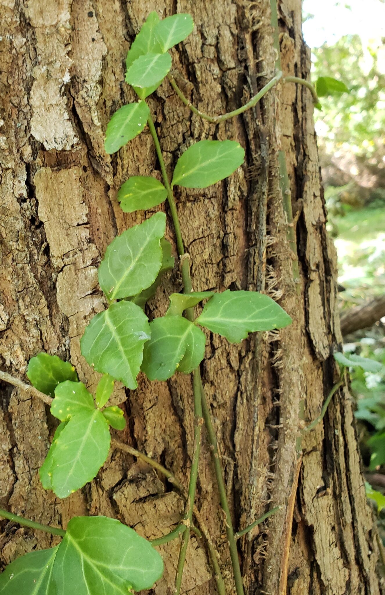 Throwing Shade on the Perennial Garden