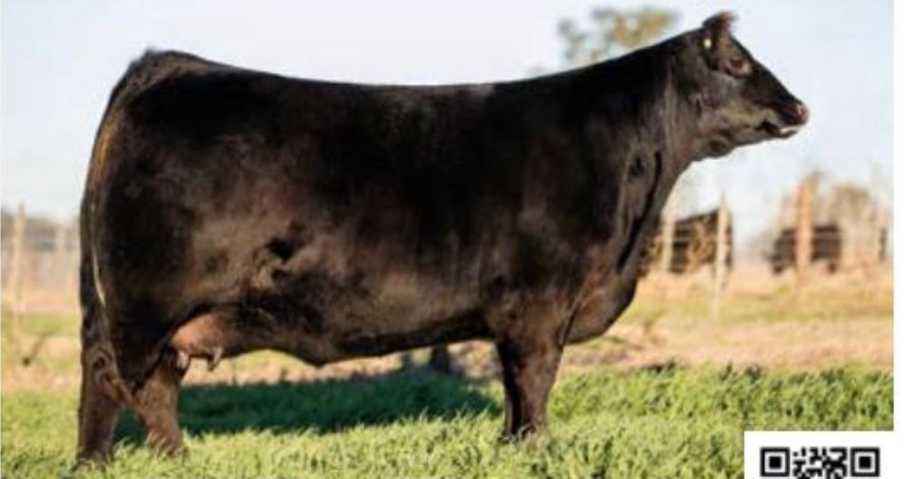 Hummel Baldassarre Pure Beef