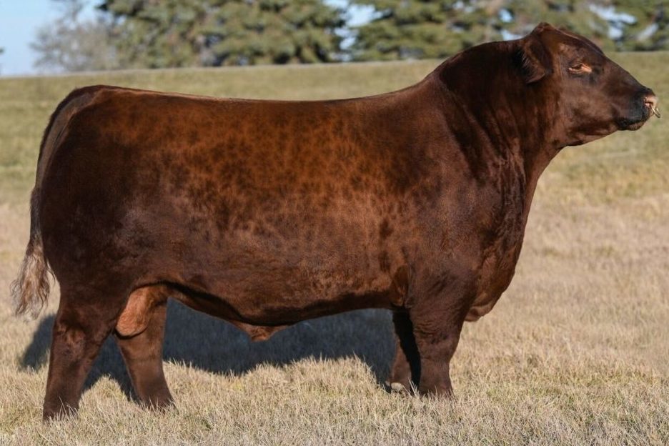 KJHT Power Take Off Pure Beef