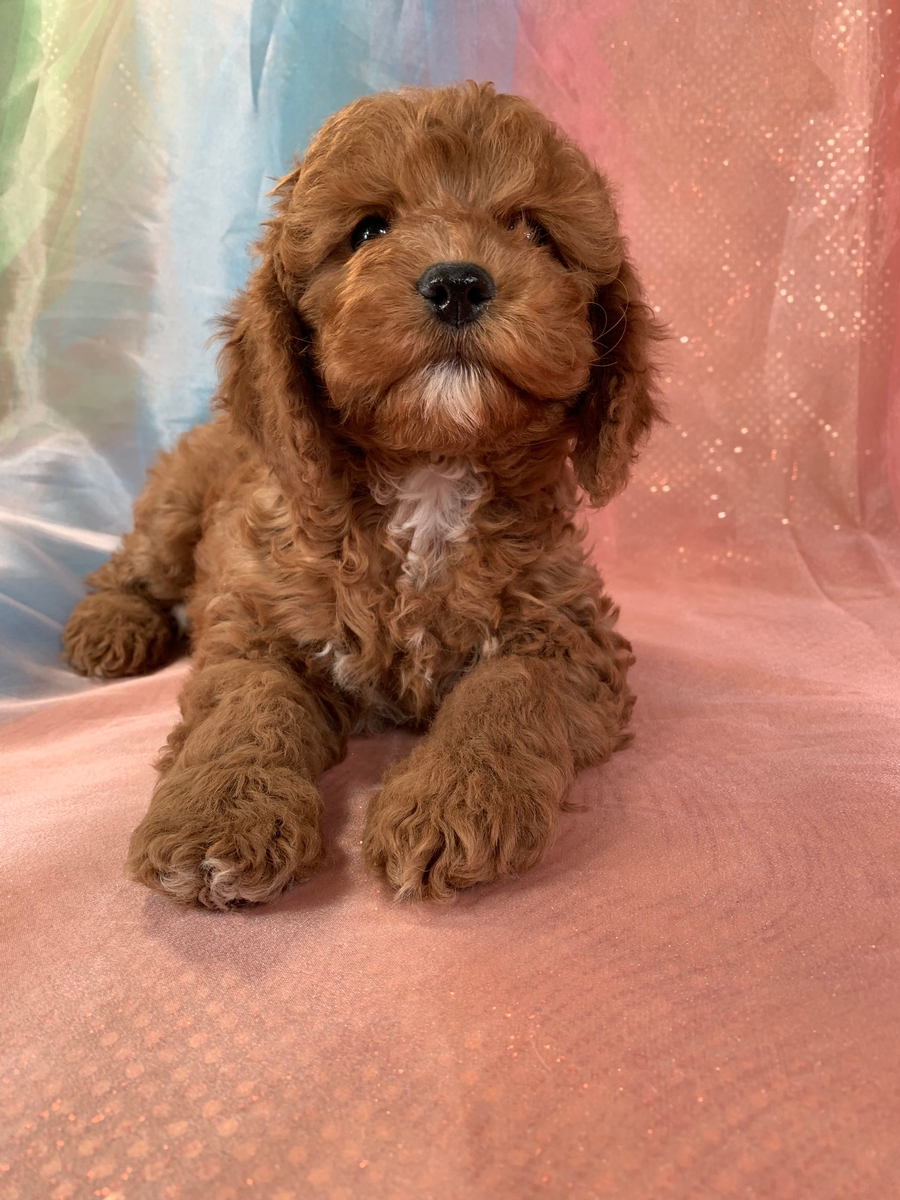 Dark Red F1 Cockapoos for Sale, Iowa Breeders, Ready Now!