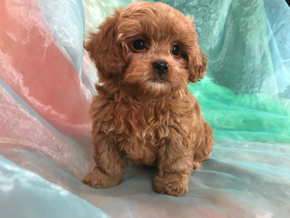 Toy Poodle Breeders In Minnesota Wow Blog