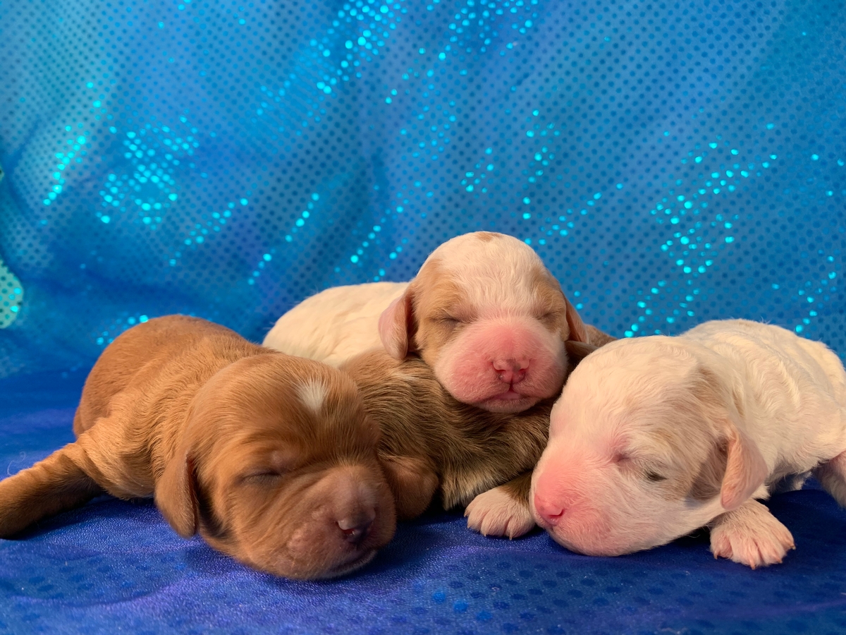 Top Cockapoos Available Now! Iowa Breeder! Puppies for Sale!
