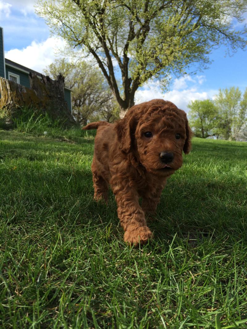 Puppies Available Dark Red and Apricot Miniature Goldendoodle Breeder