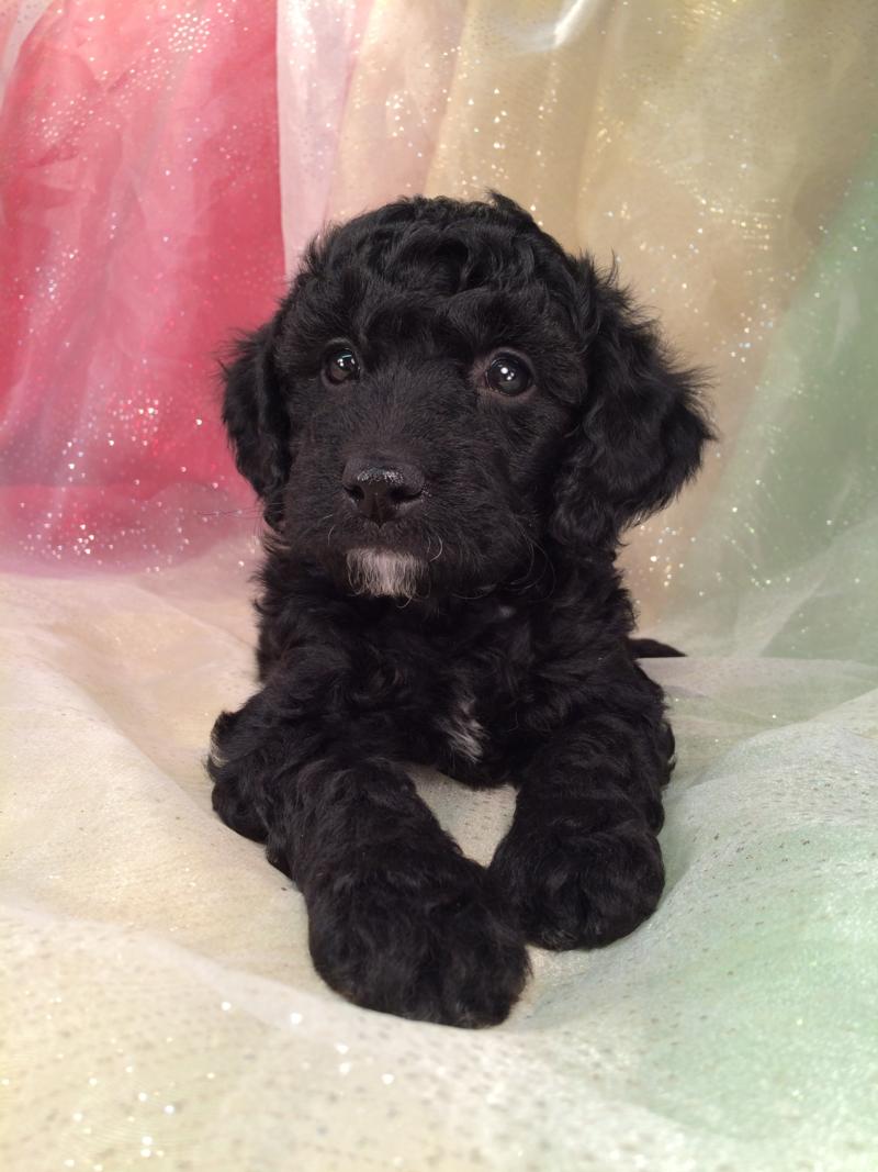 Black Goldendoodle Puppies Iowa Goldendoodles United States Wild Paw