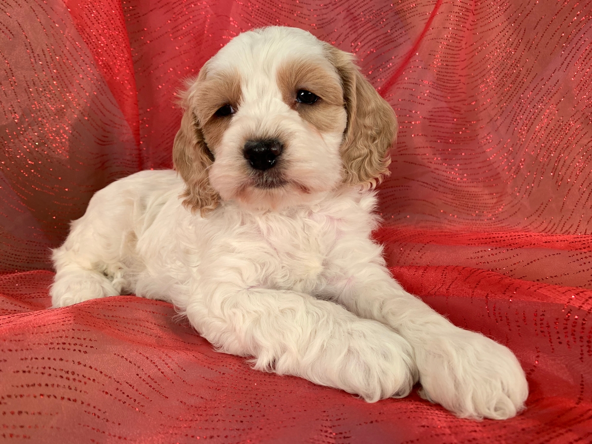 Cockapoos for Sale, Apricot and White, Iowa, Minnesota, F1's Ready Soon!