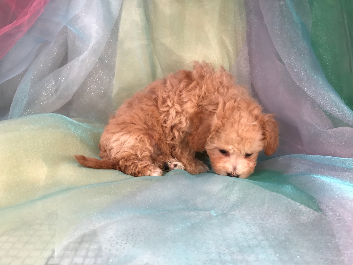 IowaBichon Poodle Puppies For SaleBreeder Direct!