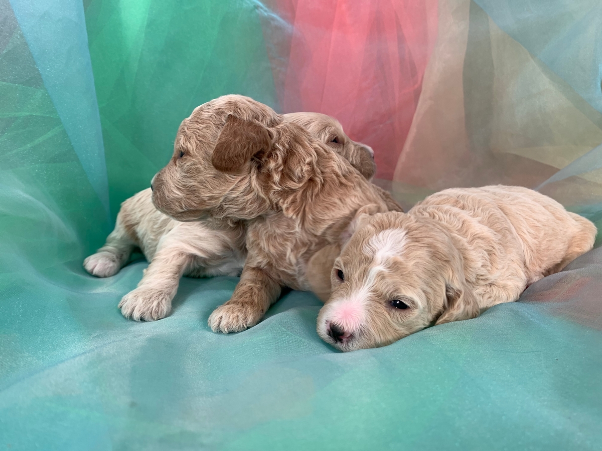 Cockapoo Puppies for Sale, Apricot and White Parti Color Pups!